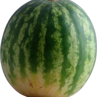 VANDMELON